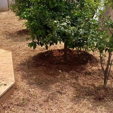 Olive Grove Villa
