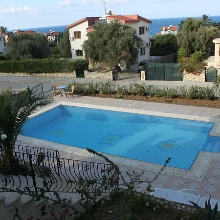 Olive Grove *